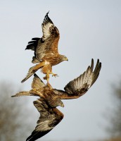 /album/birds-of-prey/copy-1-of-gig1-155-filtered-jpg/